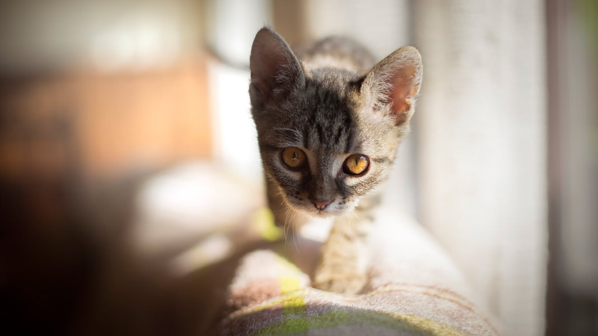 校园体育场馆智能化管理方案研究，体育场馆智能化文献综述