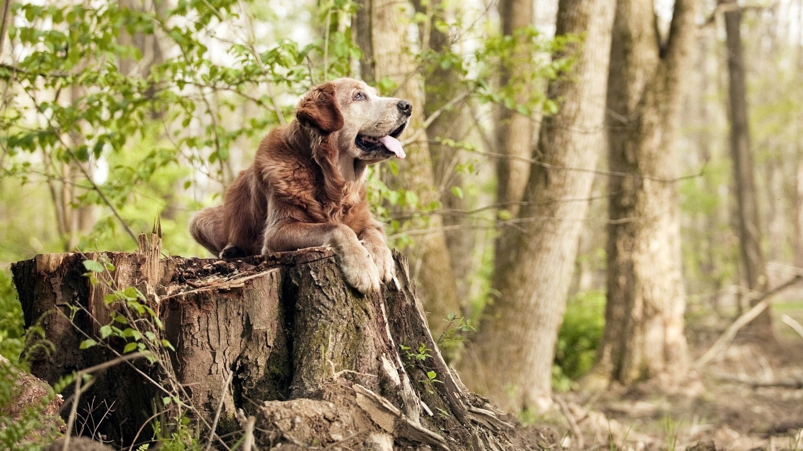校园体育场馆智能化管理方案研究，体育场馆智能化文献综述