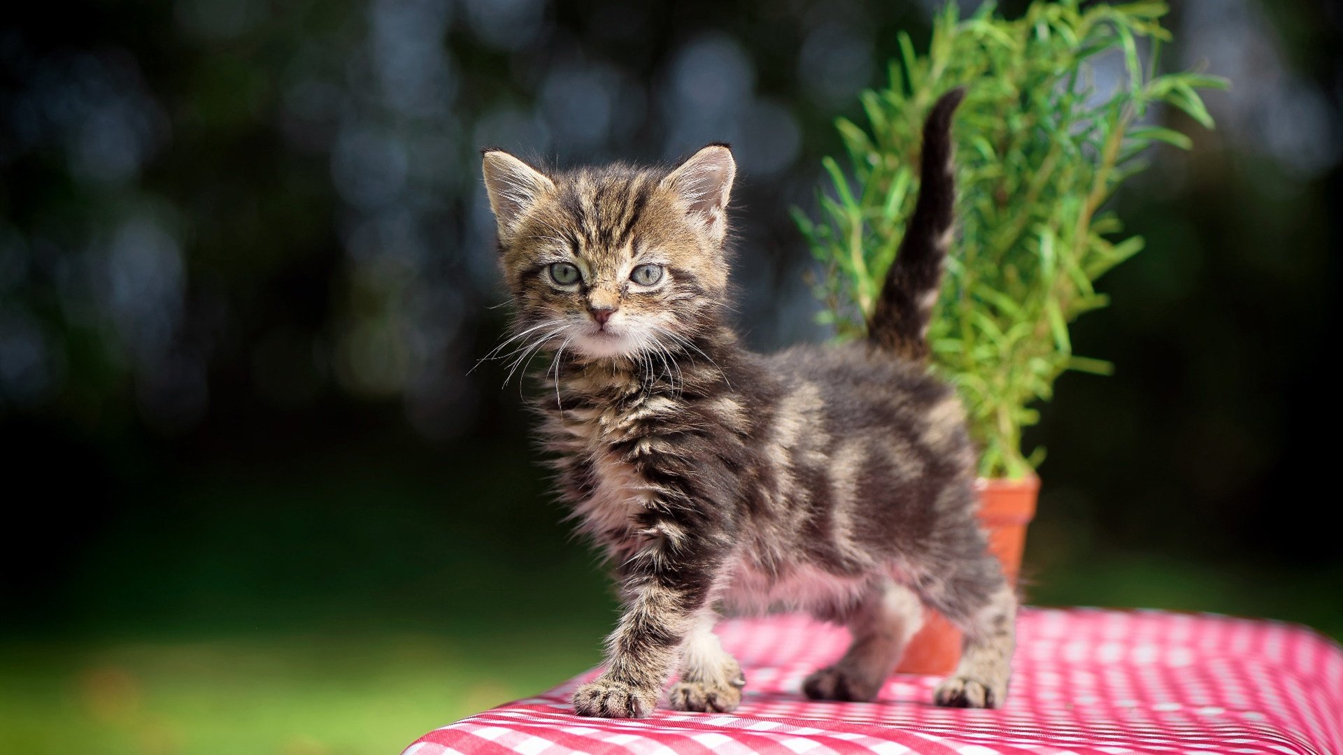 “华金·托比利亚的反击能力与迅速转换，成为美洲狮队防守中的重要一环”