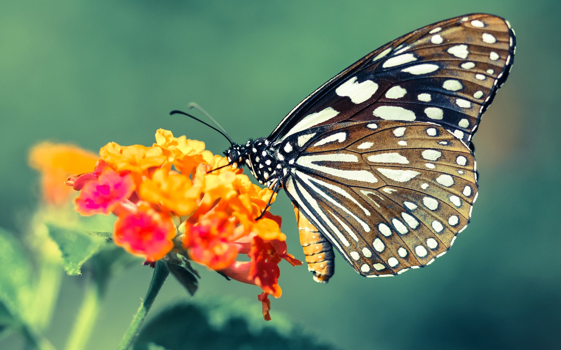 篮球运动员心理调适策略及其在高压比赛中的应用，篮球运动员的心理特点