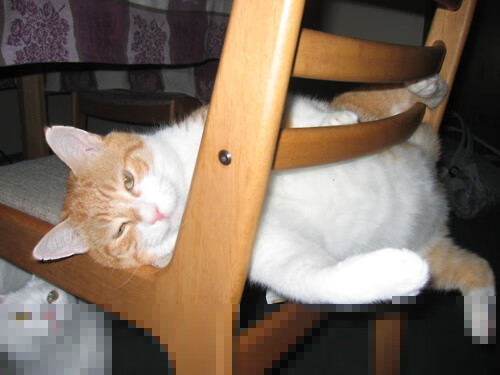 “高新体育中心：武术选手展现超凡体能与技巧，比赛高潮迭起”